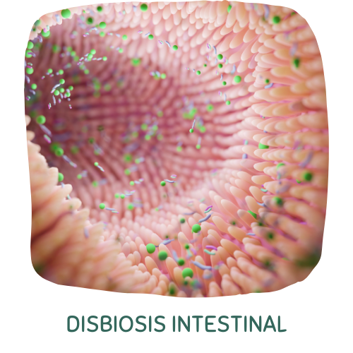 disbiosis intestinal